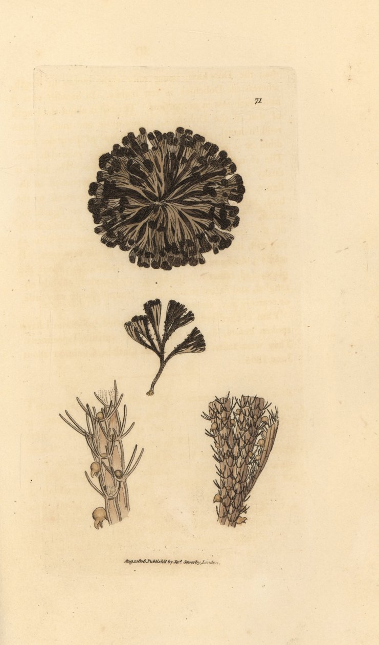Bugulina avicularia da James Sowerby