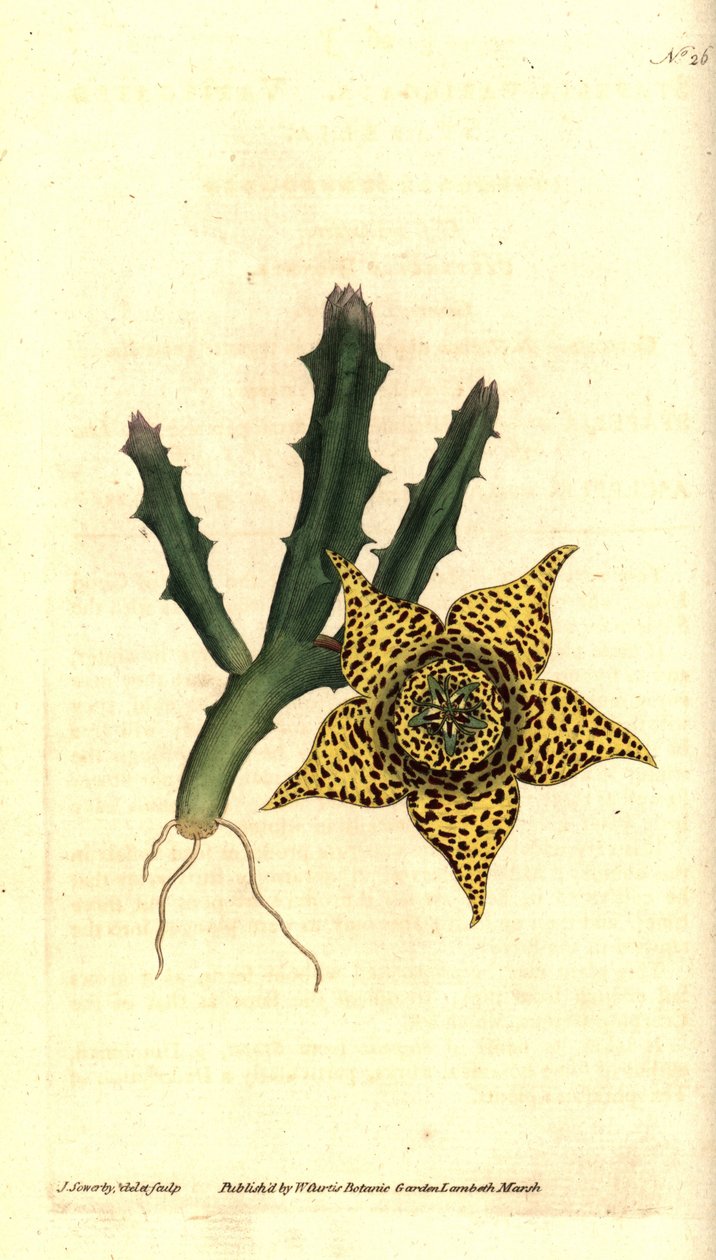 Cactus variegato da James Sowerby