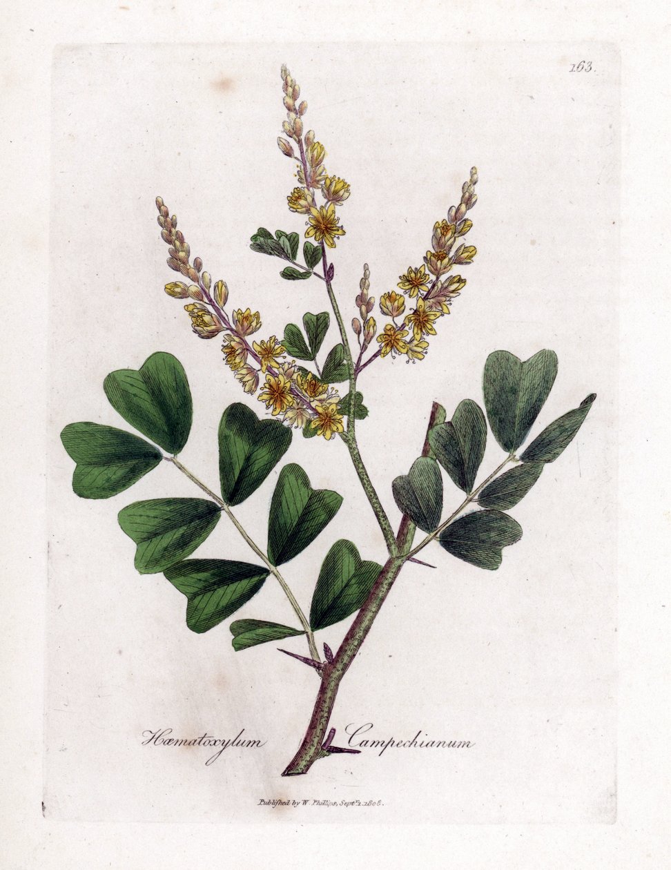Legno di Campeche - Haematoxylum campechianum. Incisione a mano colorata da un