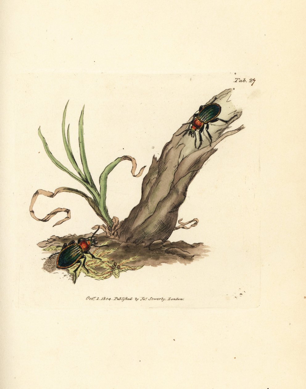 Scarabeo Carabus nitens. Incisione a mano colorata a rame di James Sowerby da The British Miscellany, o Figure colorate di soggetti animali nuovi, rari o poco conosciuti da James Sowerby
