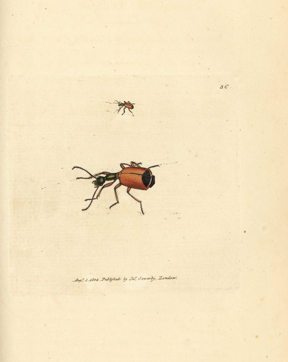 Coleottero Carabus rotundicollis da James Sowerby
