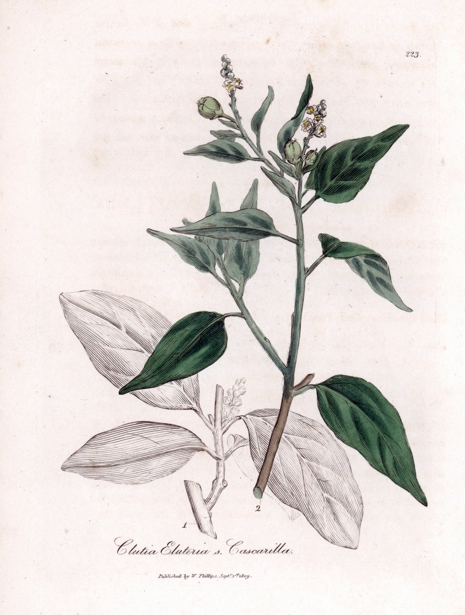 Cascarille officinale o legno di quinquina falso - Cascarilla, Croton (Clutia) eluteria da James Sowerby