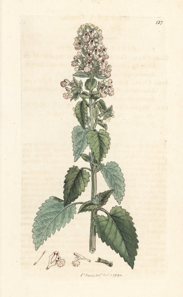 Nepeta cataria (cataire). Incisione a mano colorata su rame da un