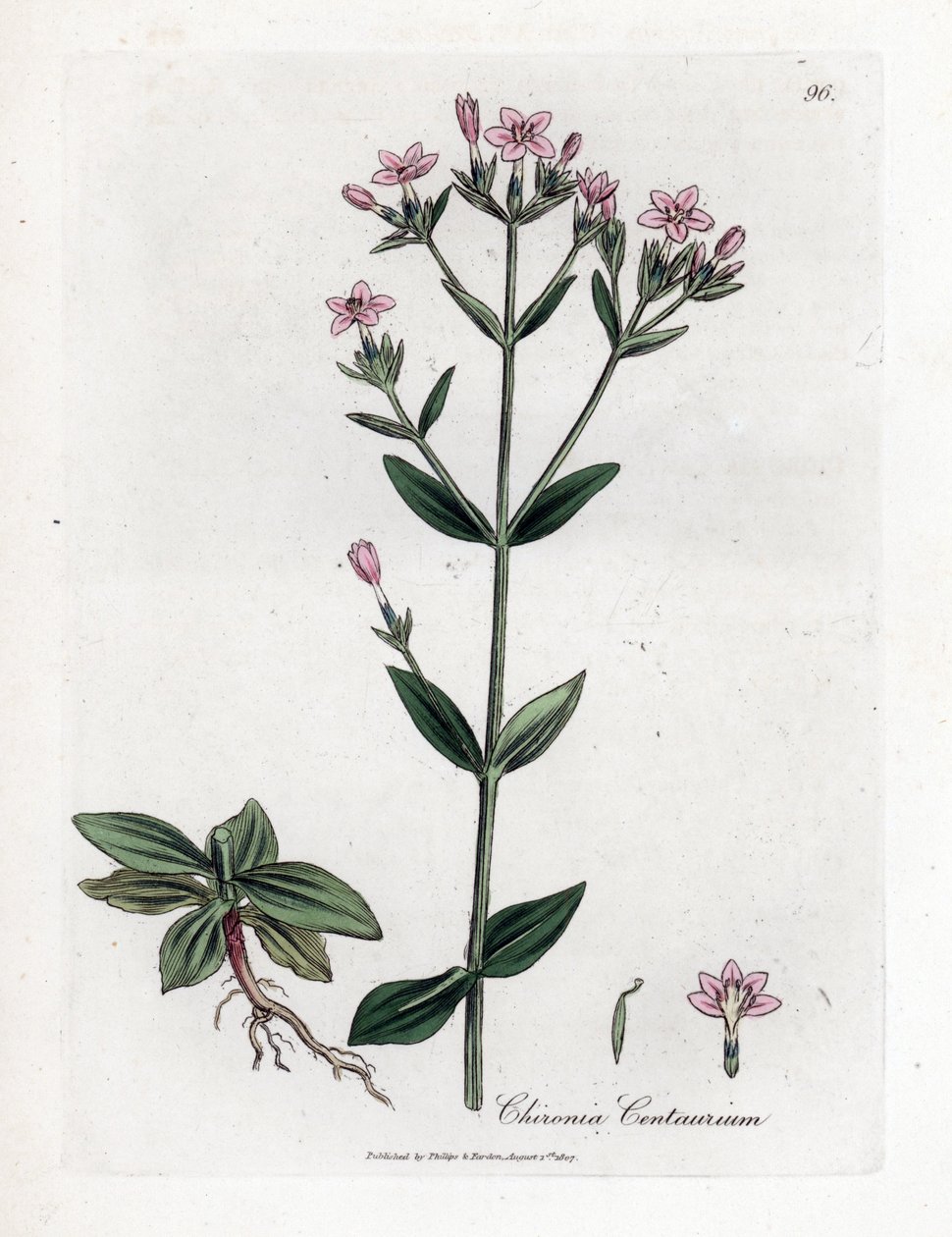 Centauro, Chironia centaurium da James Sowerby