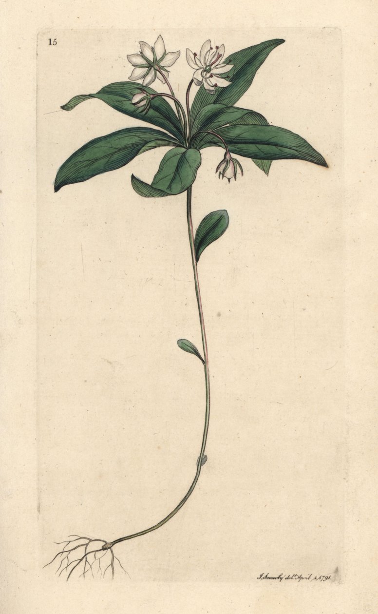 Trientale europea, Lysimachia europaea da James Sowerby