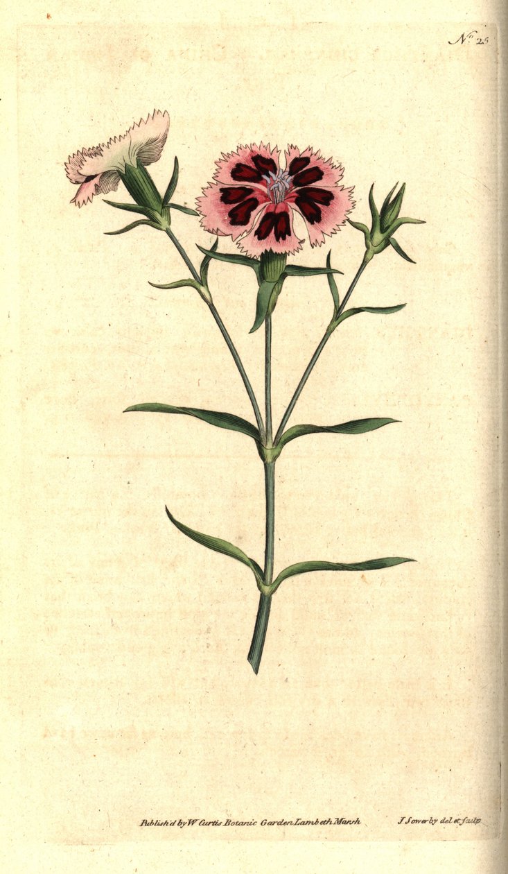 Garofano della Cina da James Sowerby