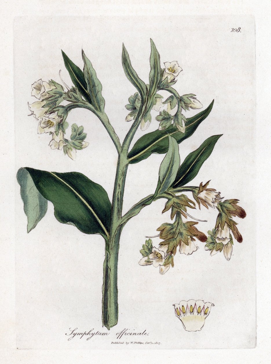 Symphytum officinale. Incisione a mano colorata su rame da un