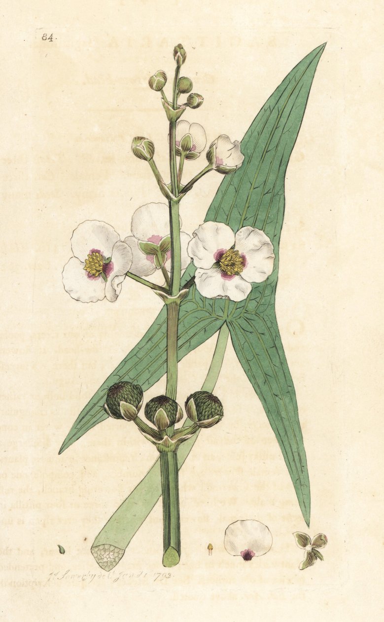 Freccia comune, Sagittaria sagittifolia. Incisione a mano colorata su rame da un