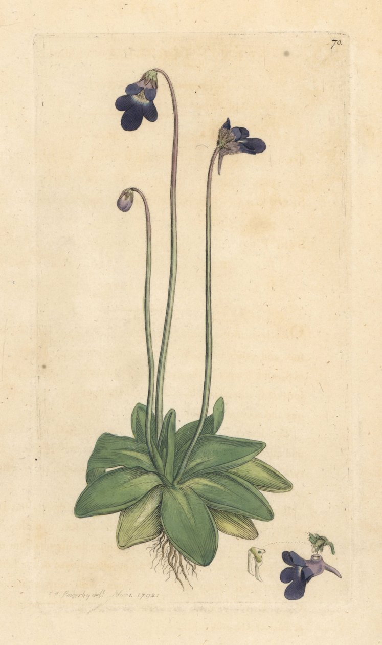 Pinguicola comune, Pinguicula vulgaris. Incisione a mano colorata da un