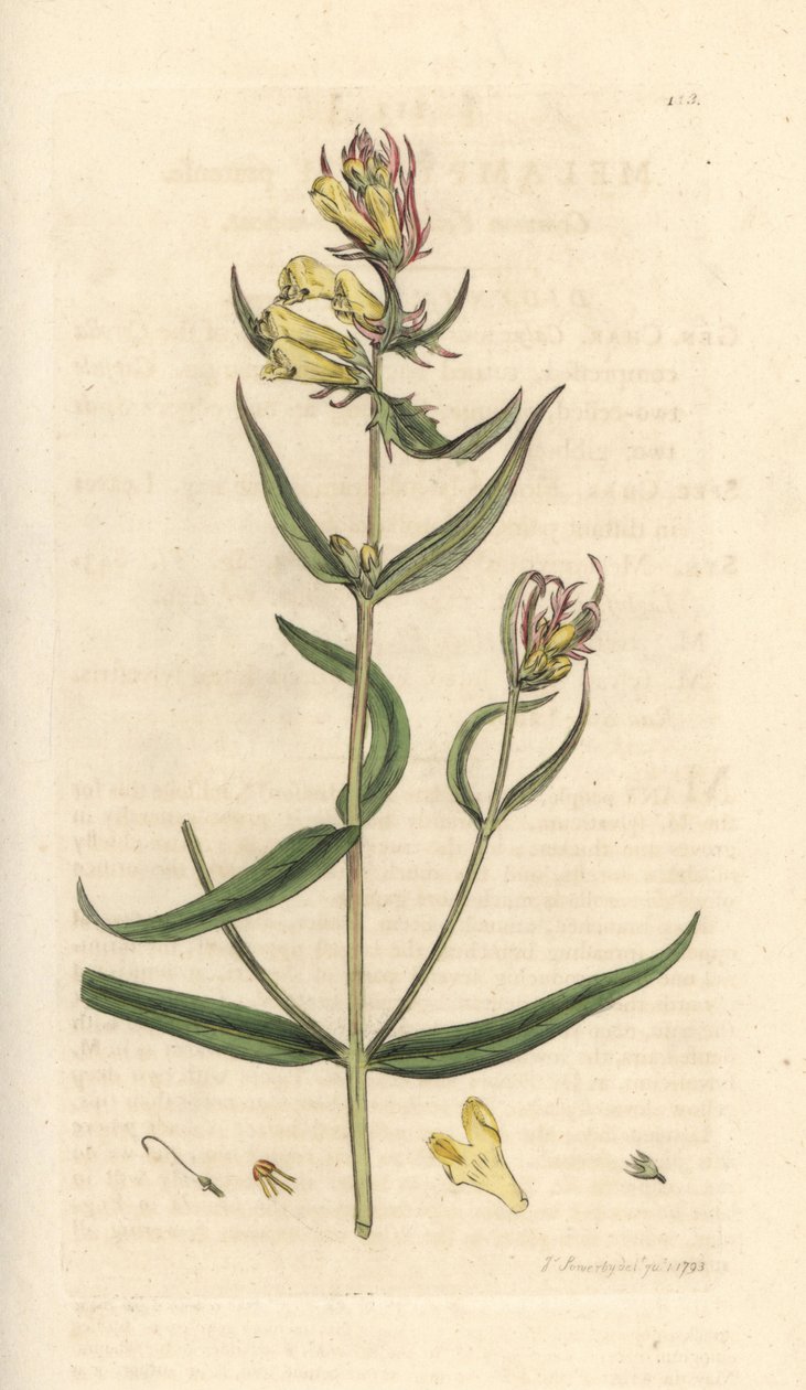 Melampyrum pratense (Melampyre des pres, Wood millet, Cochelet, Yellow savory). Incisione a mano colorata su rame da un