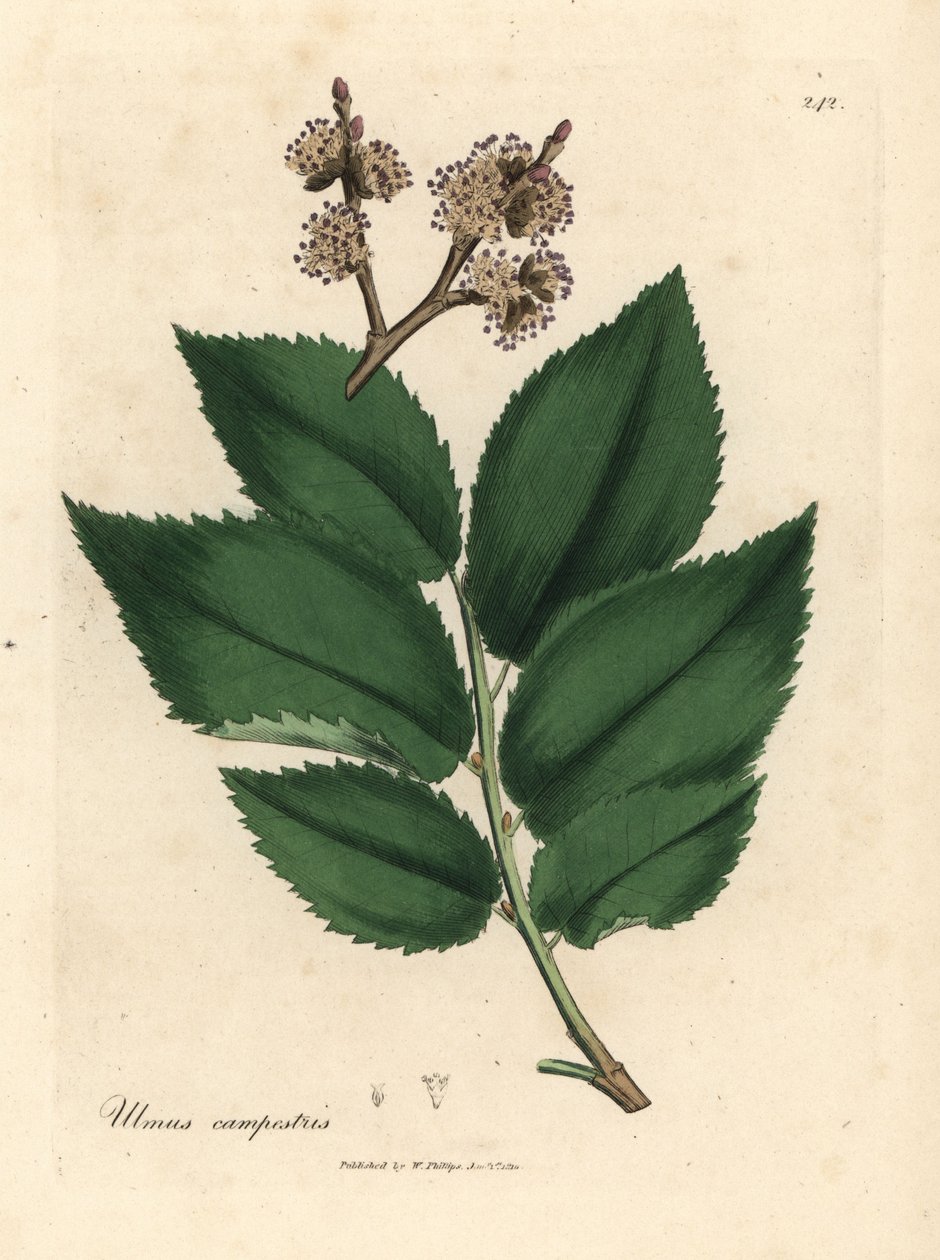 Olmo comune, Ulmus campestris da James Sowerby