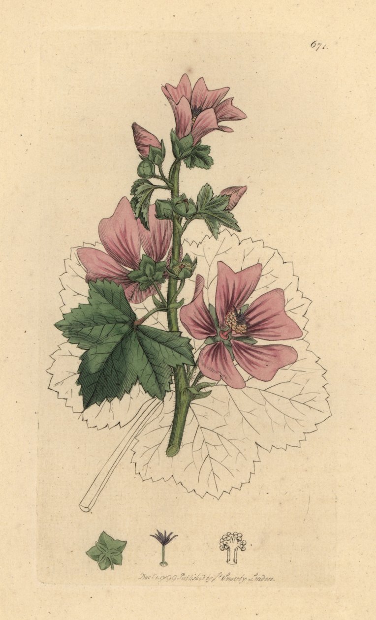 Malva comune, Malva sylvestris da James Sowerby