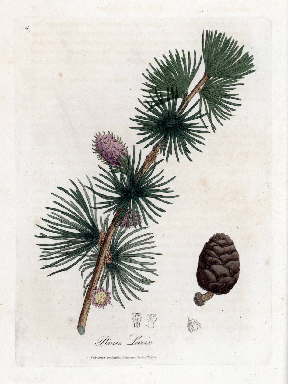 Larice europeo, Larix decidua da James Sowerby