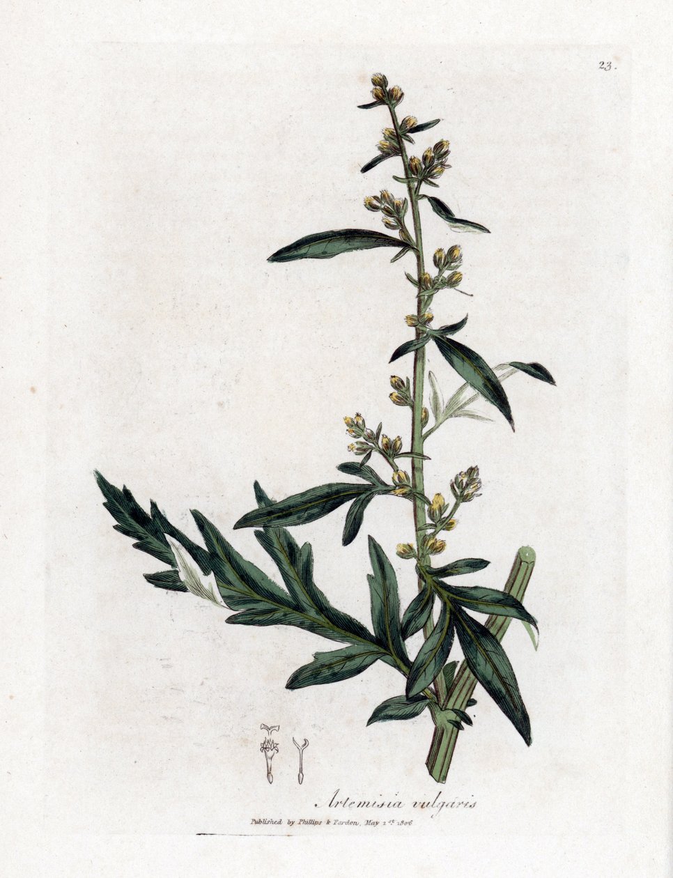 Artemisia comune, Artemisia vulgaris. Incisione a mano colorata da un