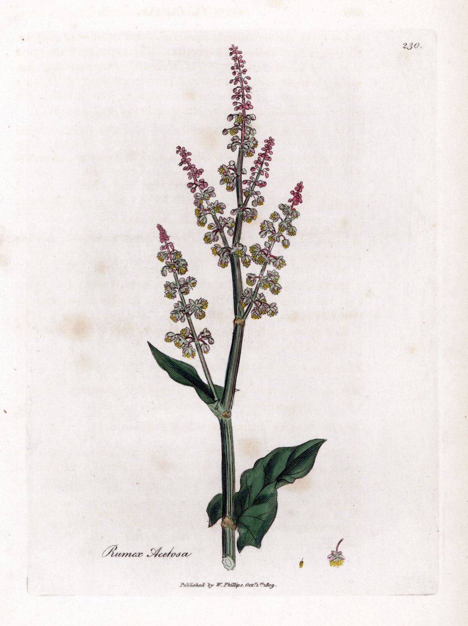 Acetosa comune, Rumex acetosa. Incisione a mano colorata da un