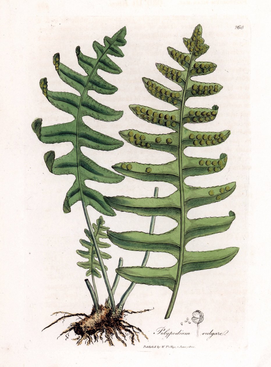 Polipodio comune, Polypodium vulgare da James Sowerby