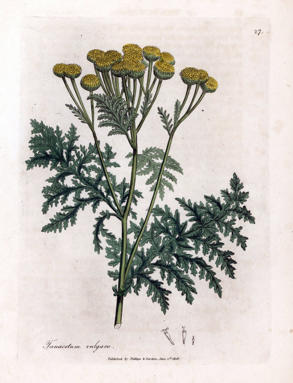 Tanaceto comune - Tanacetum vulgare. Incisione a mano colorata su rame da un