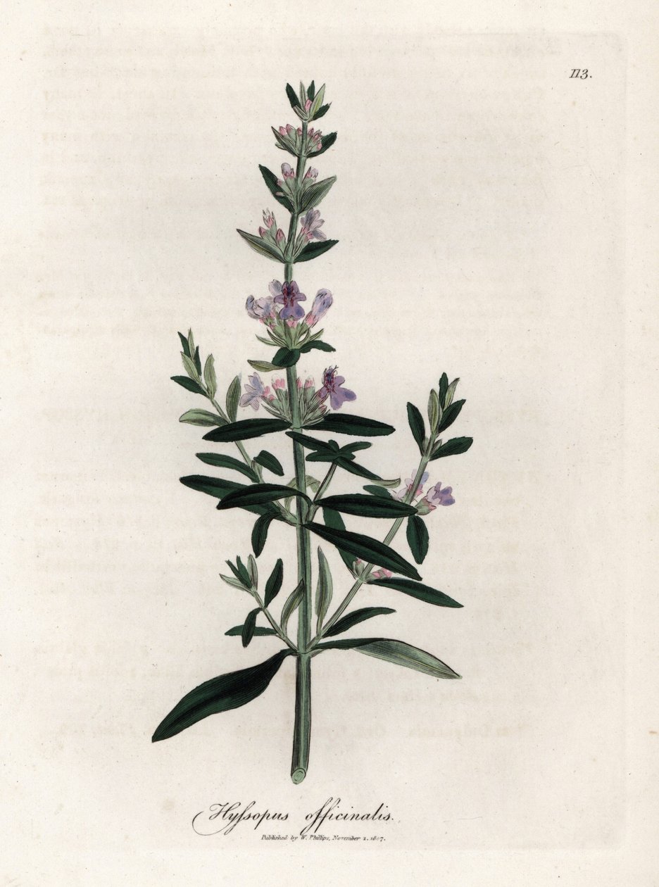 Issopo compendiale. Incisione a mano colorata su rame da un disegno di James Sowerby (1757-1822), in Botanique Medicinale da James Sowerby