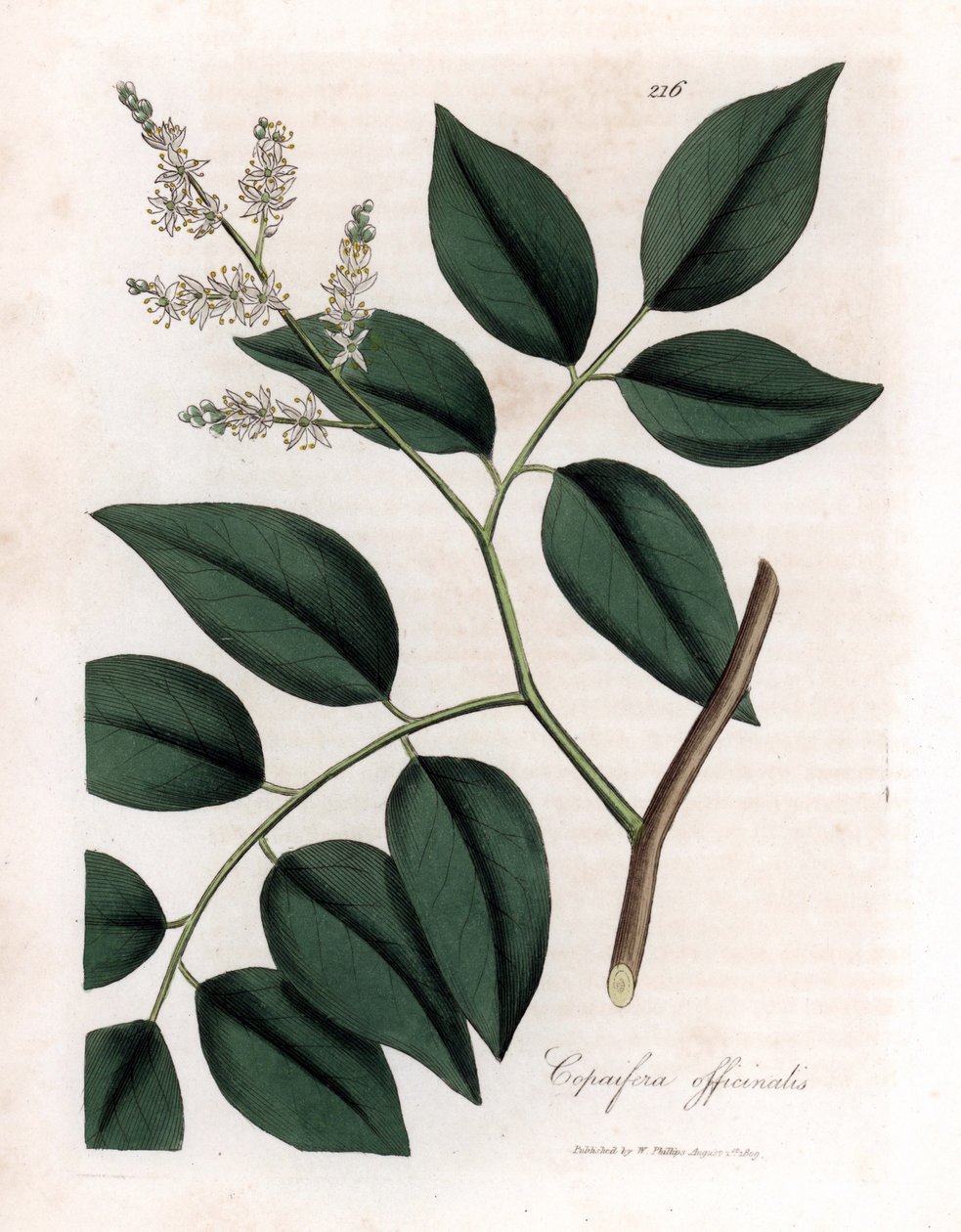 Copaiva - Copaifera officinalis. Incisione a mano colorata da un