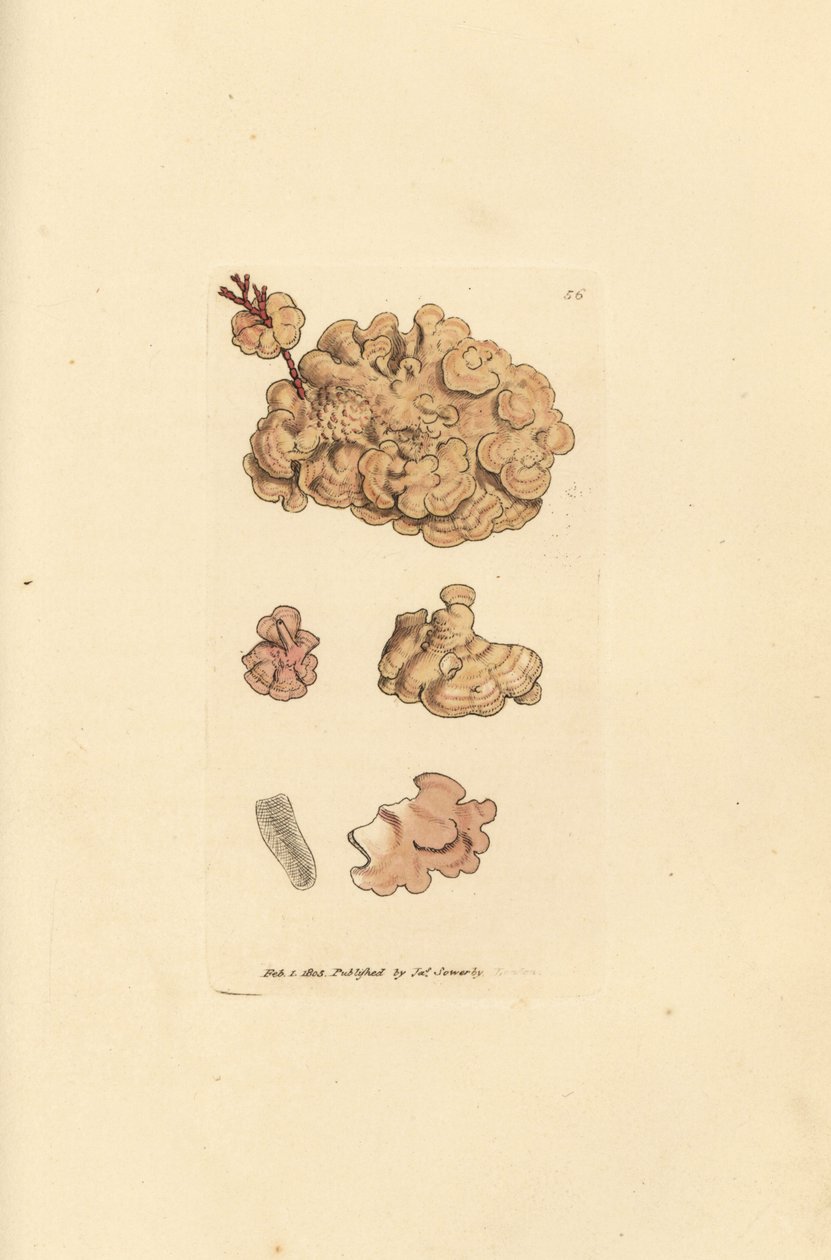 Specie di corallina, Corallina auriculariaeformis da James Sowerby