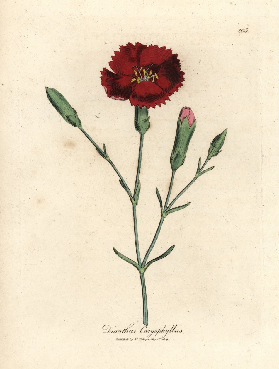 Garofano rosso, Dianthus caryophyllus da James Sowerby