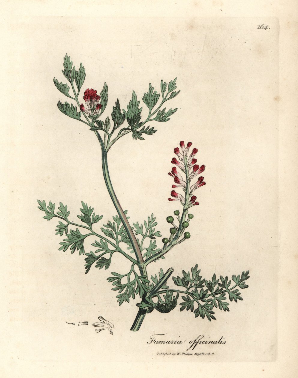 Fumaria a fiori cremisi, Fumaria officinalis da James Sowerby