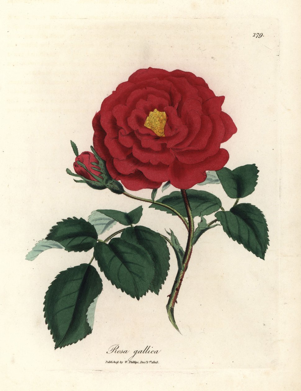 Rosa gallica cremisi da James Sowerby