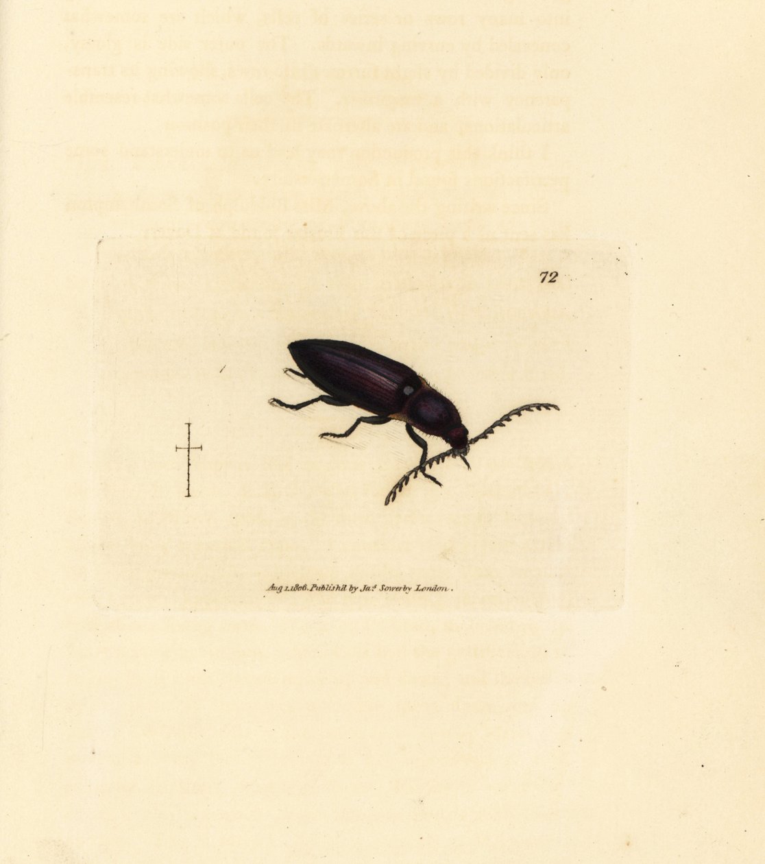 Scarabeo Ctenicera cuprea. Incisione a mano colorata a rame di James Sowerby da The British Miscellany, o Figure colorate di soggetti animali nuovi, rari o poco conosciuti da James Sowerby