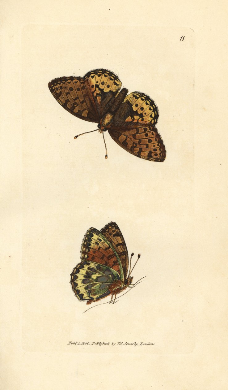 Fritillaria verde scuro Argynnis aglaia da James Sowerby