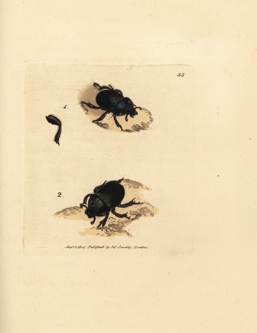 Scarabeo stercorario, Geotrupes puncticollis da James Sowerby
