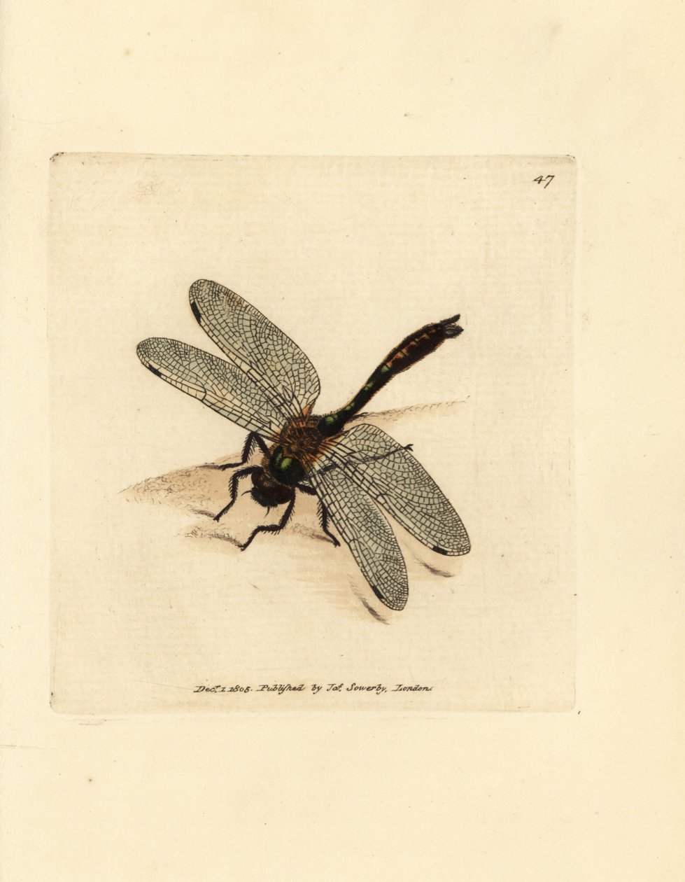Libellula smeraldo vellutata, Cordulia aenea da James Sowerby