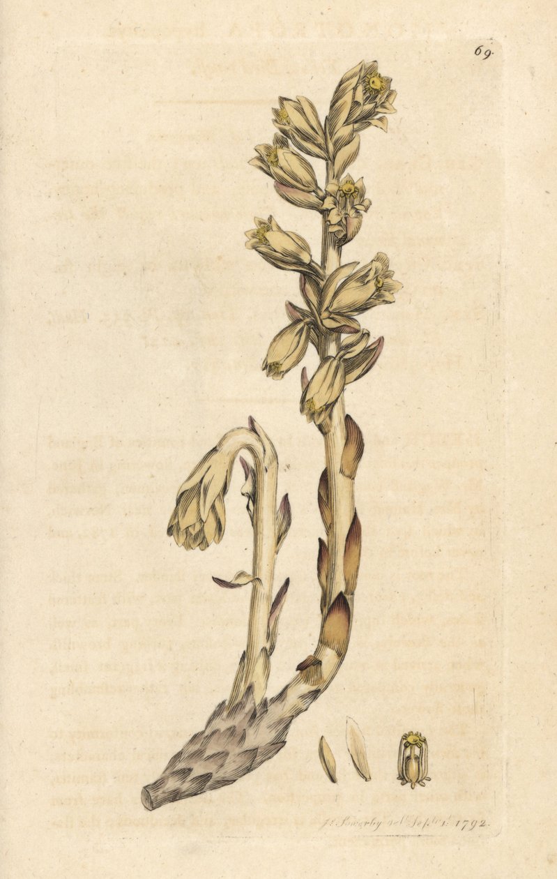 Monotropa hypopitys da James Sowerby
