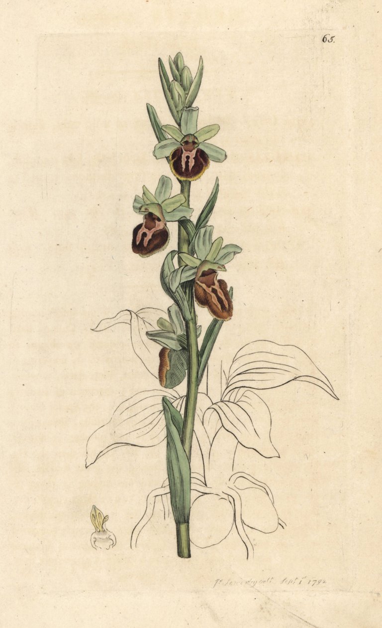 Orchidea ragno precoce, Ophrys sphegodes. Incisione a mano colorata da un
