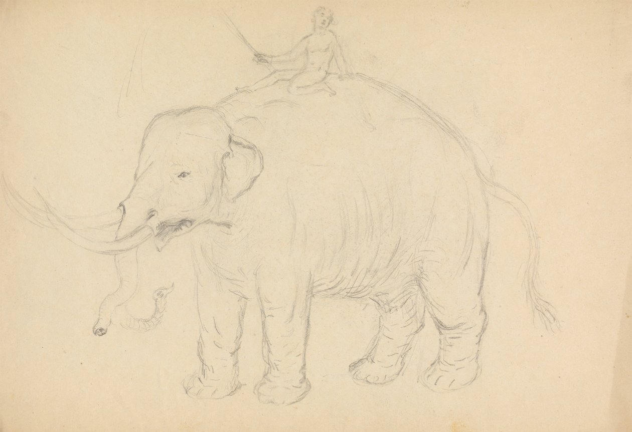 Elefante con Cavaliere da James Sowerby