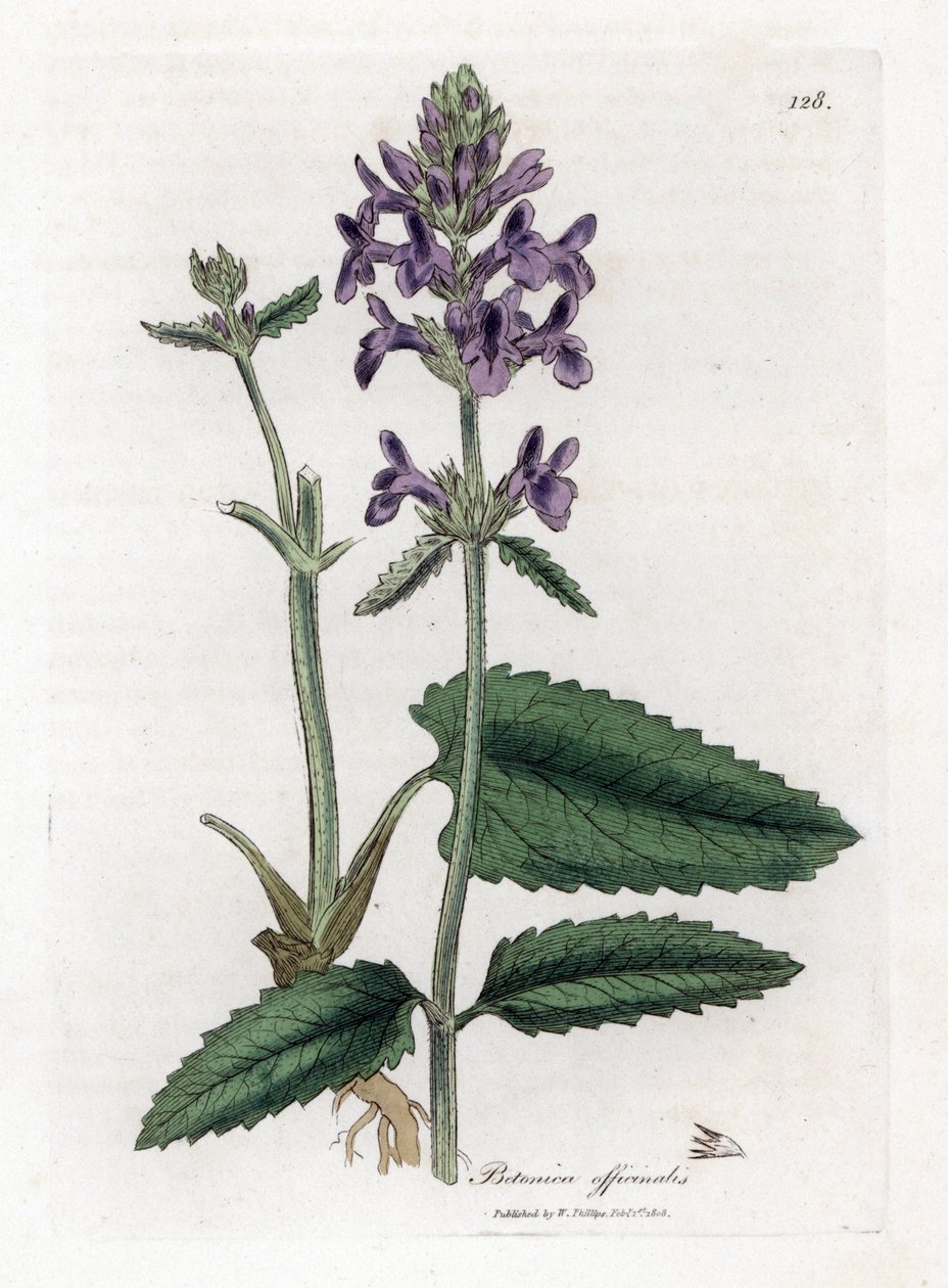 Stachys officinalis. Incisione a mano colorata su rame da un