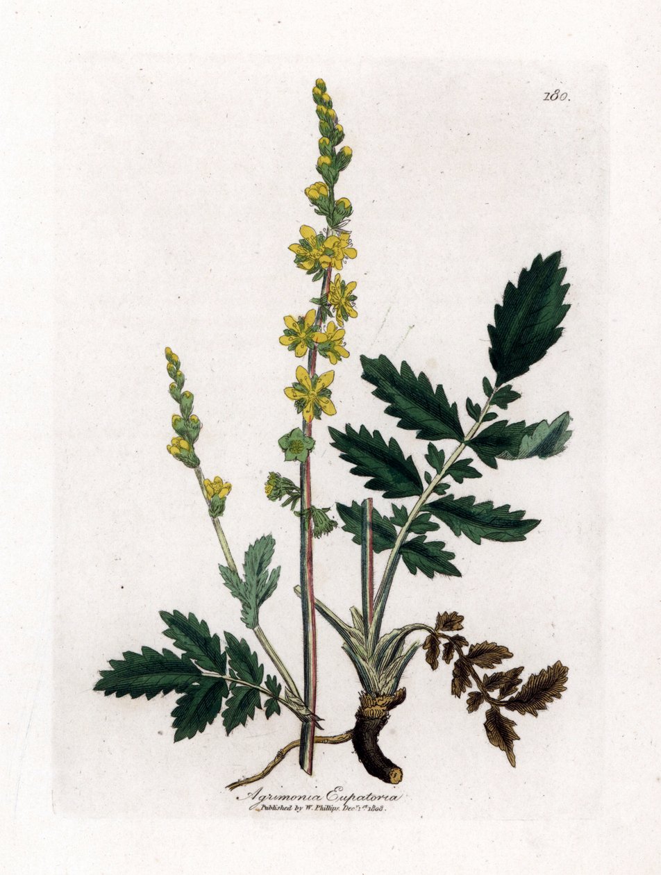 Agrimonia, Agrimonia eupatoria. Incisione a mano colorata da un
