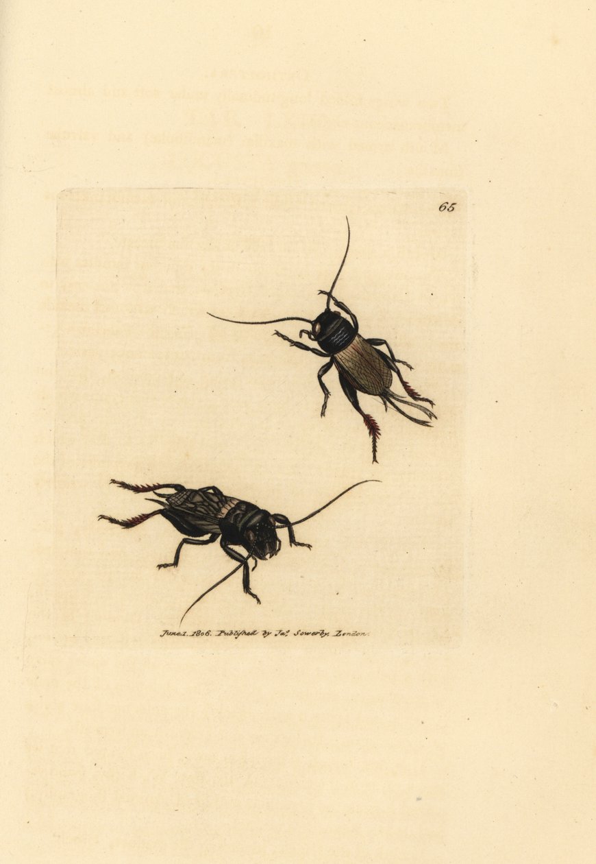 Grillo campestre, Gryllus campestris (Accheta campestris). Incisione a mano colorata da James Sowerby da The British Miscellany, o figure colorate di soggetti animali nuovi, rari o poco conosciuti. da James Sowerby