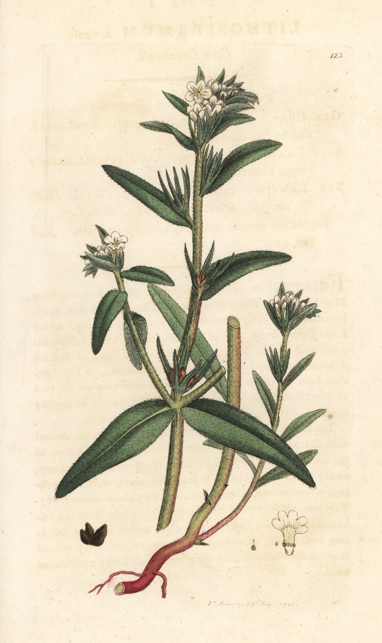 Buglossoides arvensis da James Sowerby