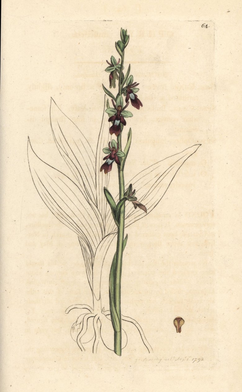 Ophrys insectifera da James Sowerby