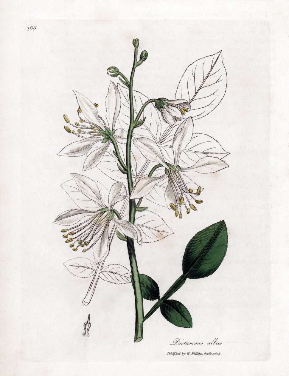 Fraxinella bianca o dittamo bastardo, Dictamnus albus. Incisione a mano colorata da un