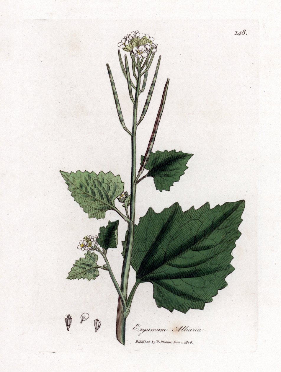 Alliaria petiolata. Incisione a mano colorata da un