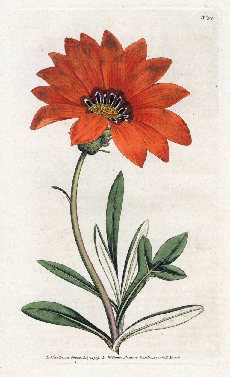 Gazania ripida da James Sowerby