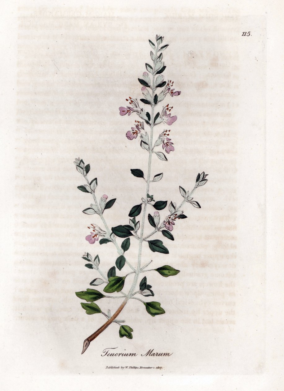Timo dei gatti - Teucrium marum. Incisione a mano colorata su rame da un