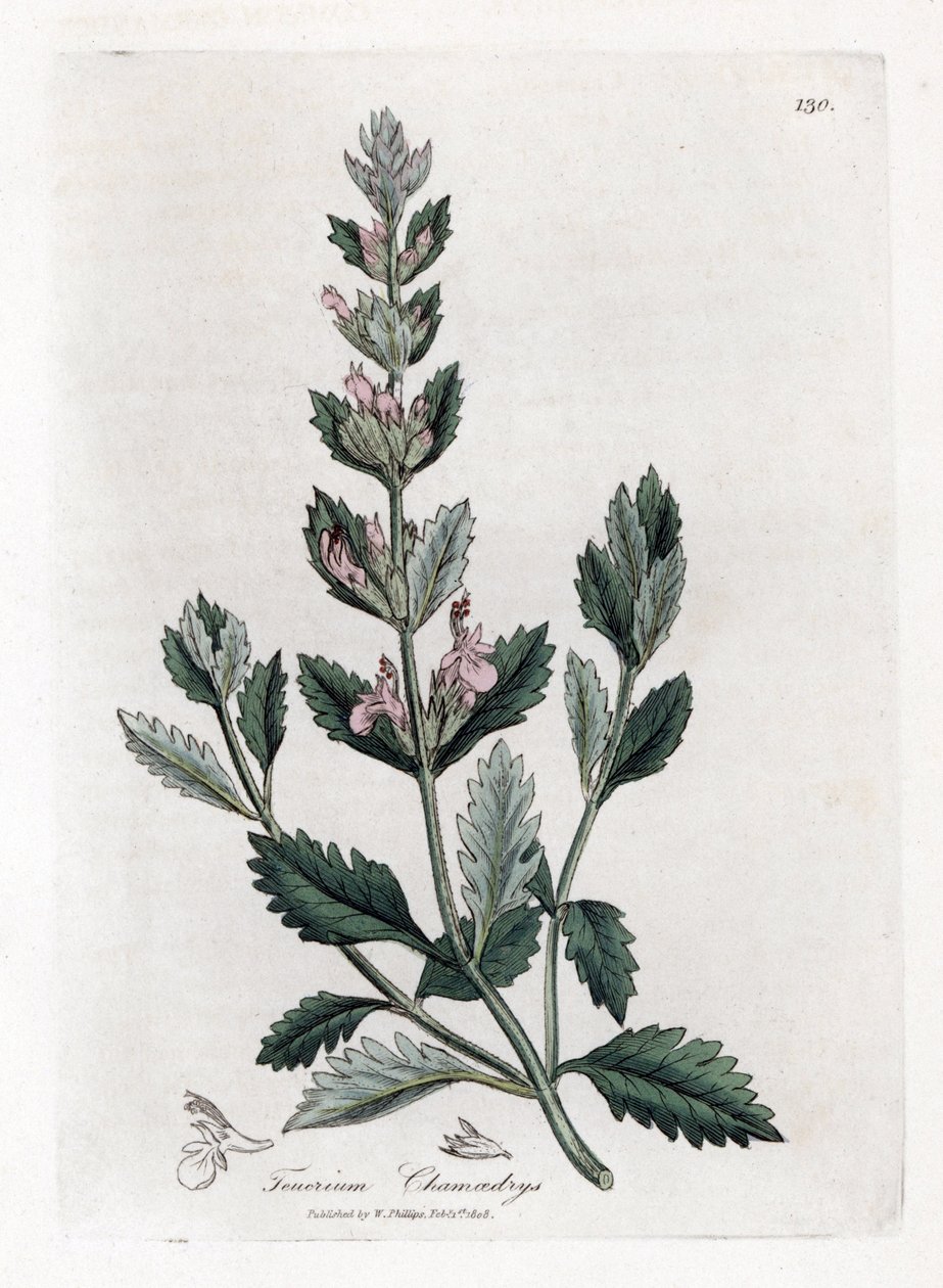 Camedrio comune, Teucrium chamaedrys. Incisione a mano colorata da un