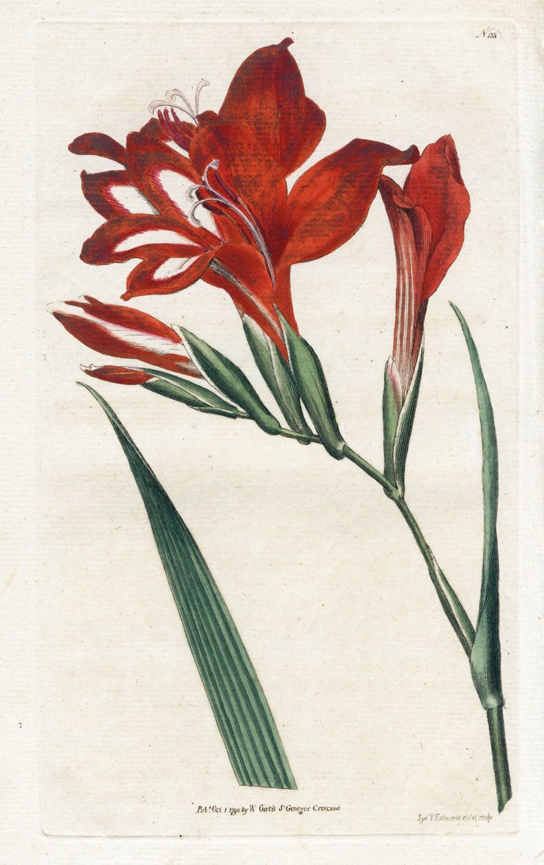 Gladiolo cardinale da James Sowerby