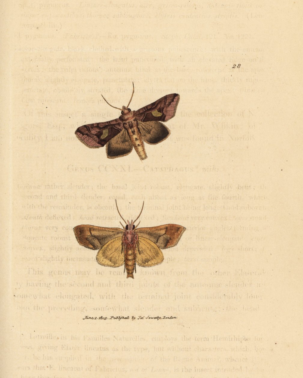 Falena dorata, Autographa bractea da James Sowerby