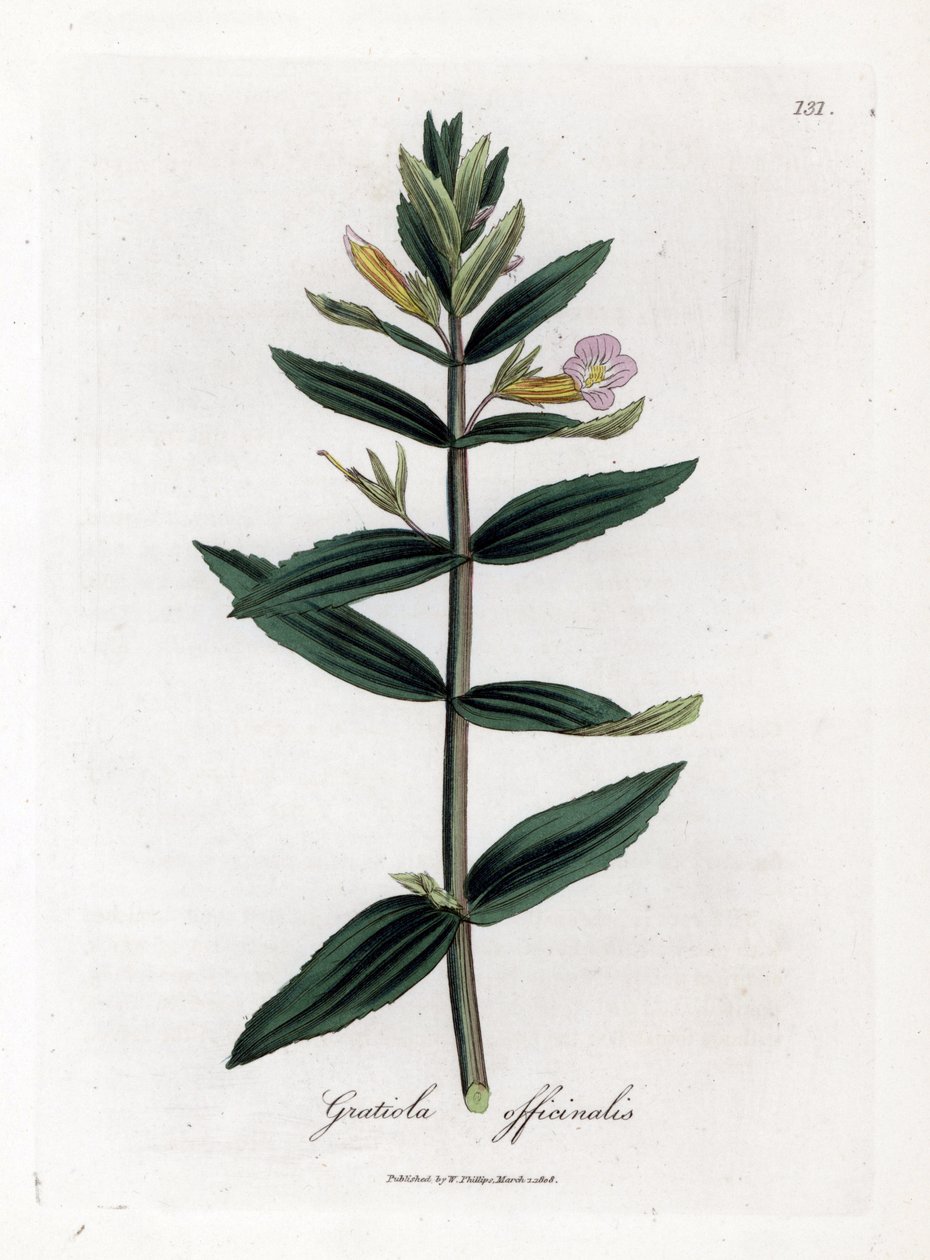 Gratiola officinalis. Incisione a mano colorata su rame da un
