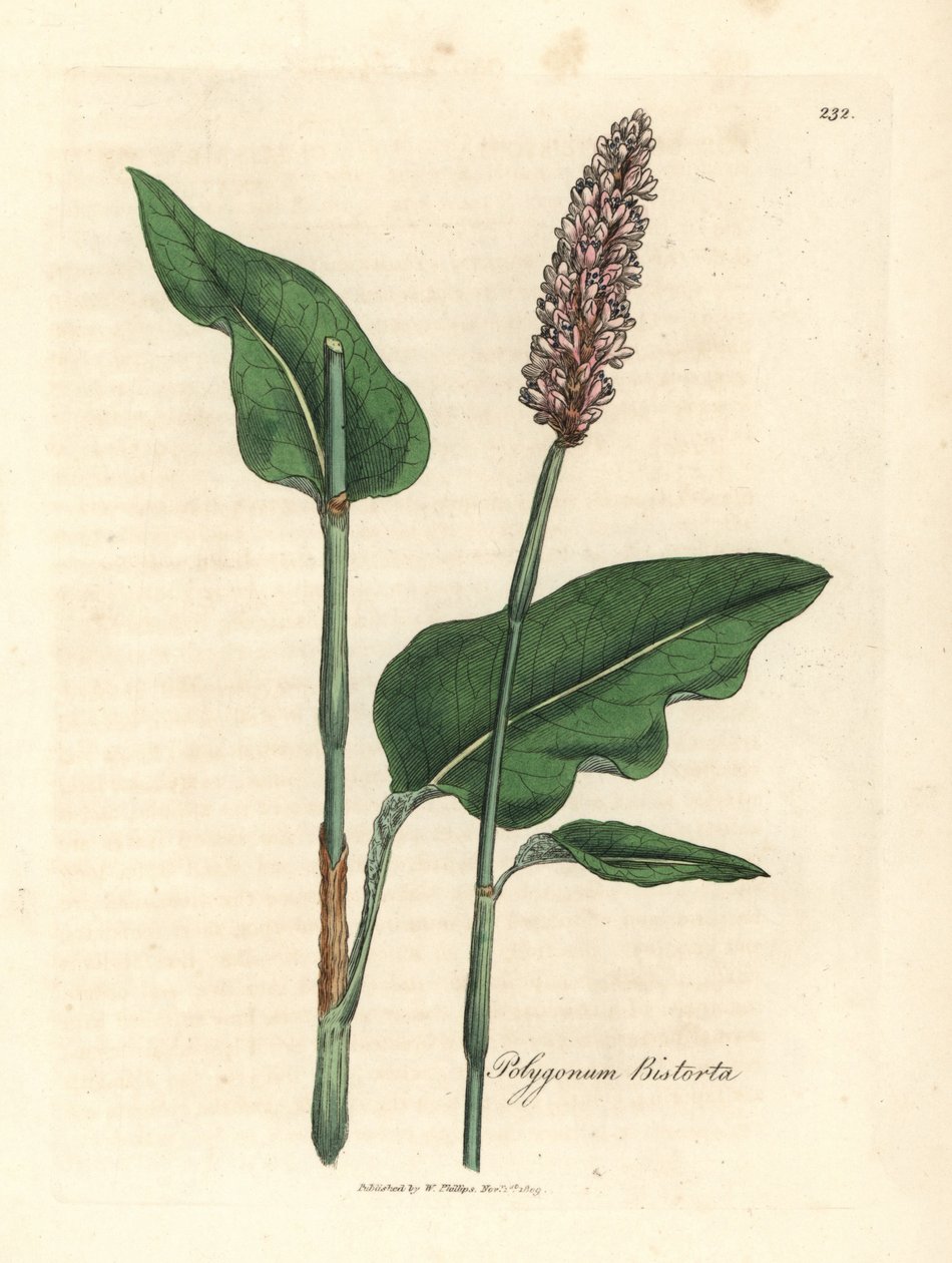 Bistorta maggiore, Polygonum bistorta da James Sowerby