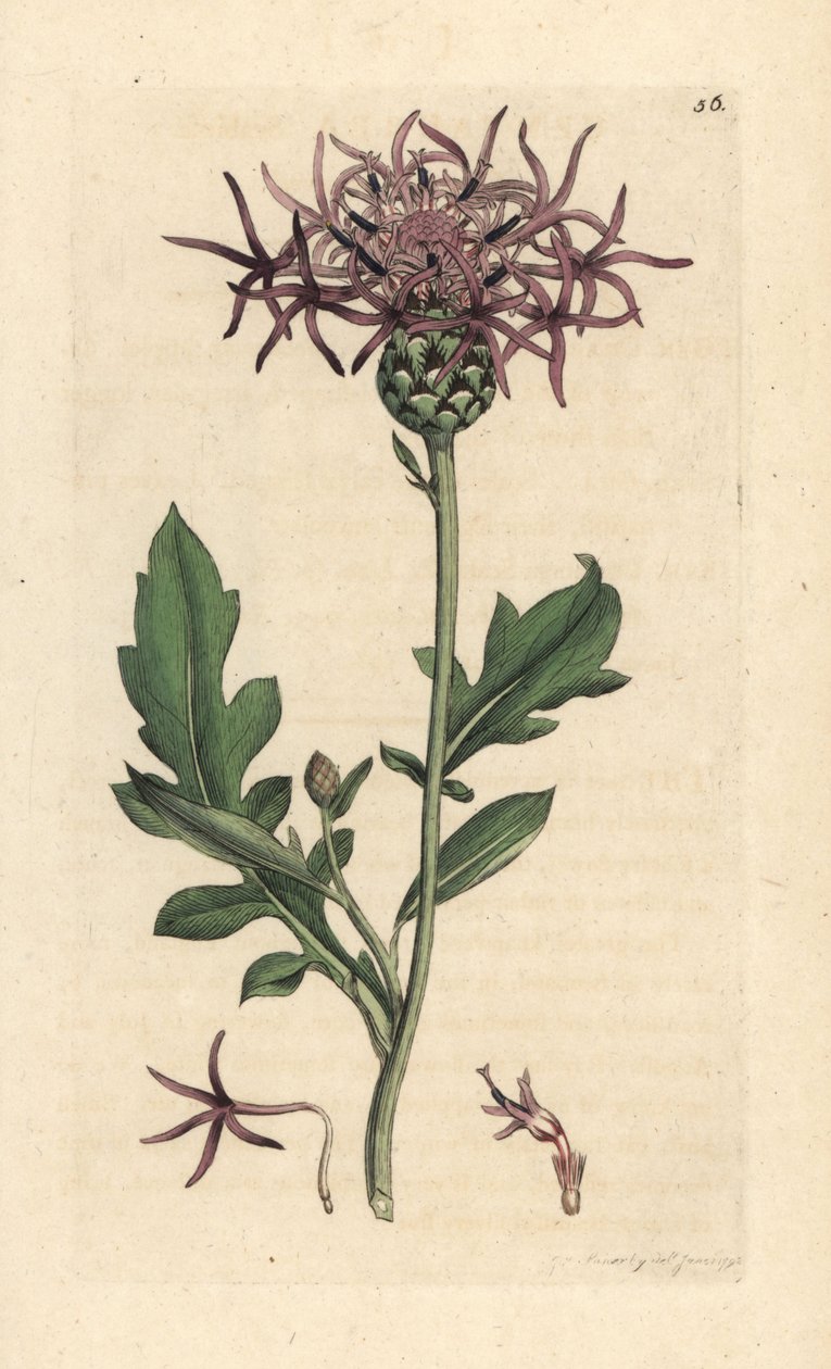 Centaurea scabiosa da James Sowerby