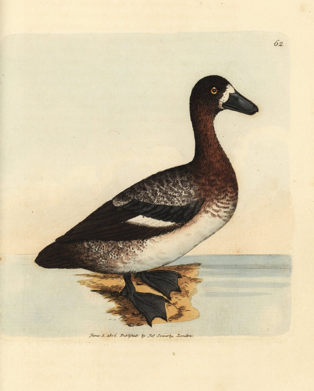 Moretta maggiore, Aythya marila, femmina (Anatra dal volto bianco, Anas fraenata). Incisione a mano colorata da James Sowerby da The British Miscellany, o figure colorate di soggetti animali nuovi, rari o poco conosciuti. da James Sowerby